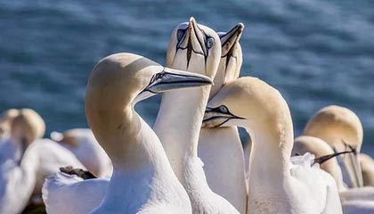 kaiyun-上头了？喀麦隆输球后奥纳纳推搡了一名球迷