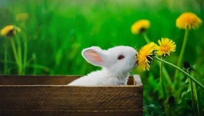 kaiyun-上头了？喀麦隆输球后奥纳纳推搡了一名球迷